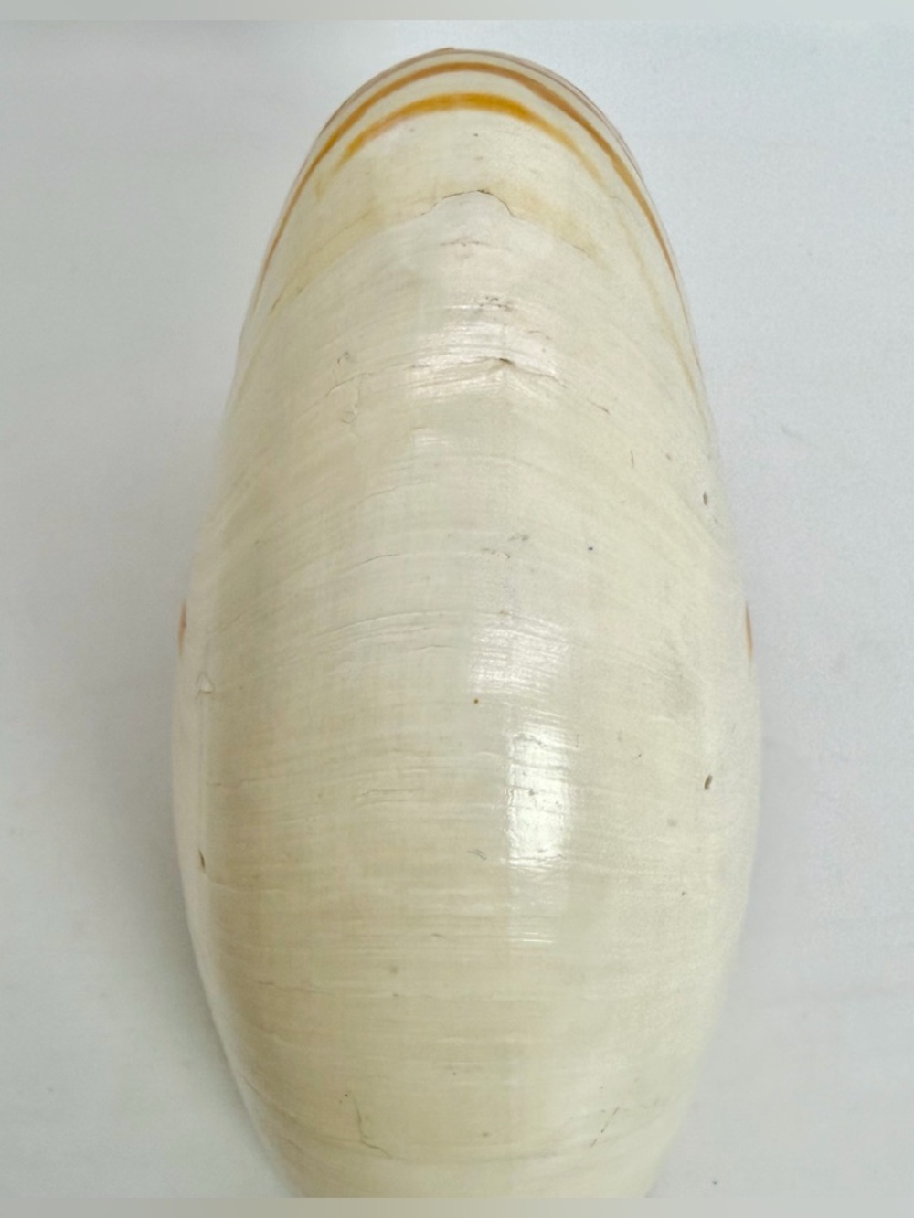 6” Nautilus Shell Tiger Striped Coastal Decor Accent READ Description - Picture 10 of 15
